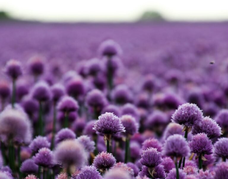 Symphony of Nature’s Color – PURPLE: The Color of Royalty and Imagination